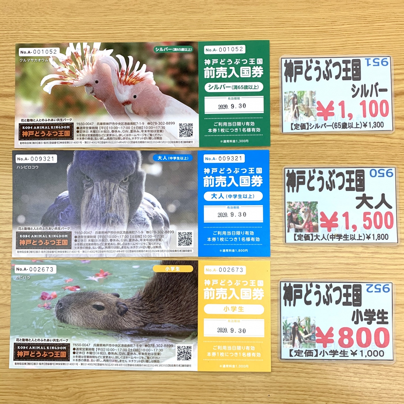 ♡神戸動物王国♡チケット - 動物園